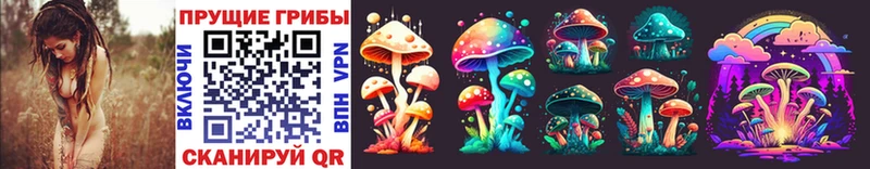 Купить где  Кувандык  Галлюциногенные грибы Psilocybine cubensis 